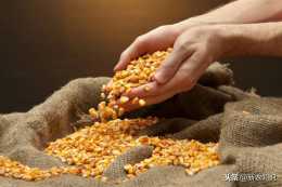 以山東為例，玉米種子儲藏技術詳解，建議收藏