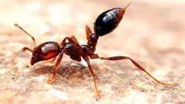 紅火蟻又殺人了，廣西一女子被咬後死亡！被其咬傷後該如何治療？