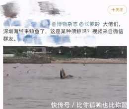 深圳海域有鯨魚出沒！捕食畫面曝光，專家提醒：“不要靠近圍觀”