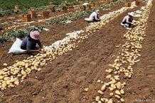 想讓地瓜和土豆產量更高，學學老大爺用的三個方法，真管用