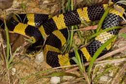 中國十大毒蛇之一的金環蛇，金色的條紋是不是看上去很貴氣！