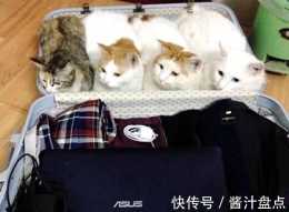 網友要出差,剛拉出行李箱卻被四隻貓"盯上":知道我們什麼"意思"吧?