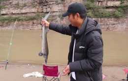 河北清漳河出現大量“鱘魚”，釣友人均釣幾十斤，不違法嗎？