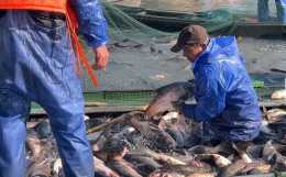 東錢湖冬捕“第一網”來了！今年的“魚王”是一條80多斤的青魚，拍賣價格……