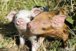 豬不食體溫升高，呼吸困難，咳嗽流鼻液，耳尖發紫什麼病怎麼防治