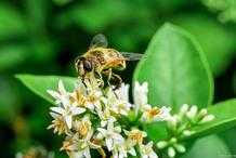 蜜蜂發生衝群，該如何處理？養蜂師傅帶你一起抽絲剝繭